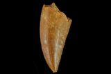 Serrated, Raptor Tooth - Real Dinosaur Tooth #133404-1